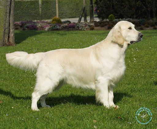 Golden Retriever 8P099D-05.JPG